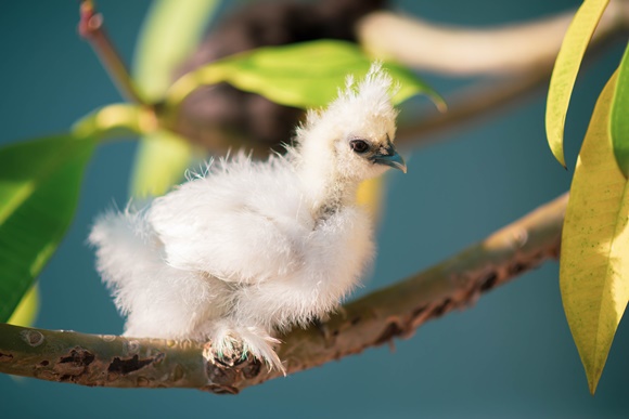 ประวัติของไก่ซิลกี้
