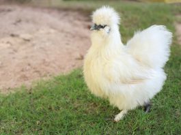 วิธีการเลี้ยง-Silk-Chicken