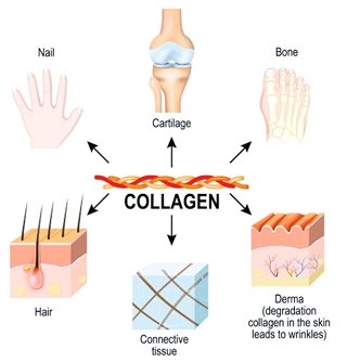 เหตุผลที่อายุ-40-ควรทานคอลลาเจน