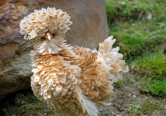 แม่ไก่โปแลนด์