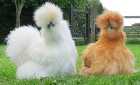 ไก่ซิลกี้-นิสัย