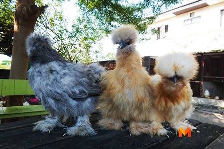ไก่ซิลกี้-น่ารัก