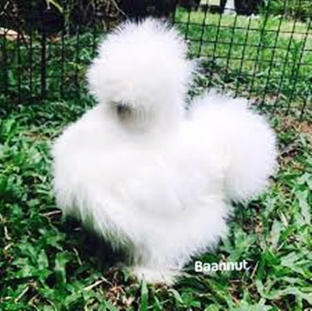 ไก่ซิลกี้-ราคา