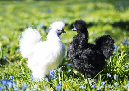 ไก่ซิลกี้-ราคาดีที่สุด