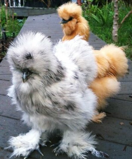 ไก่ซิลกี้-วิธีการเลี้ยง