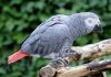 African Grey