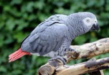 African Grey