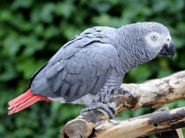 African Grey