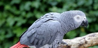 African Grey