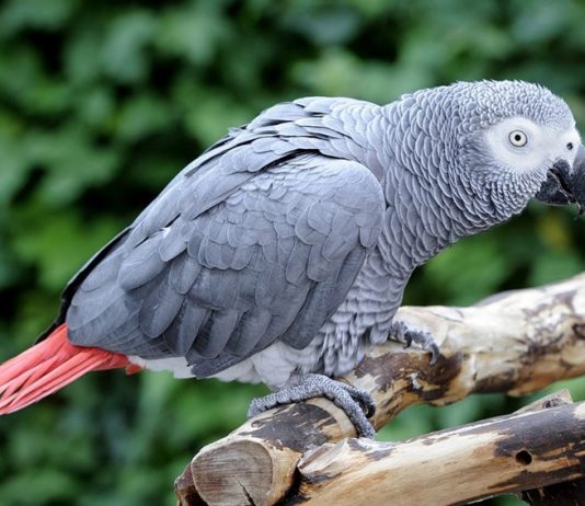 African Grey