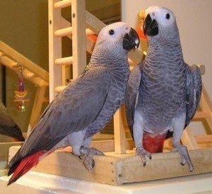 Ghana African Grey