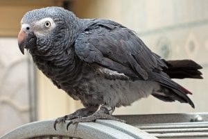 Timnen African Grey